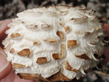 Chlorophyllum rachodes image