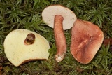 Gyroporus purpurinus image