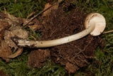 Amanita sect. Vaginatae image