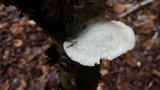 Tyromyces chioneus image