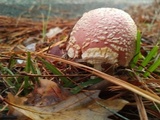 Amanita persicina image