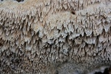 Irpex lacteus image