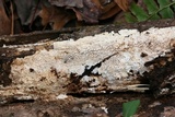 Irpex lacteus image