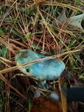 Lactarius paradoxus image