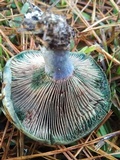 Lactarius paradoxus image