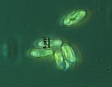 Suillus lakei image