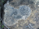 Rhizocarpon concentricum image