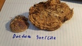 Daedalea quercina image