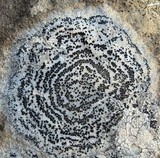 Rhizocarpon concentricum image