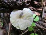 Tetrapyrgos nigripes image