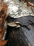 Sarcomyxa serotina image