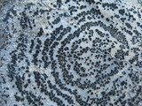 Rhizocarpon concentricum image