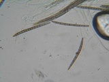 Trichoglossum hirsutum image