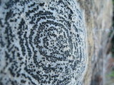 Rhizocarpon concentricum image