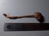 Mycena algeriensis image