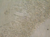 Mycena algeriensis image