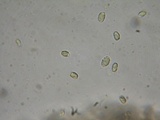 Mycena algeriensis image