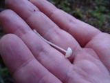 Hemimycena subimmaculata image