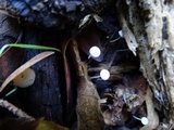 Hemimycena subimmaculata image