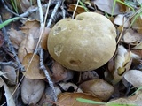 Boletus subtomentosus image