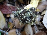 Boletus subtomentosus image
