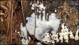 Ceratiomyxa fruticulosa var. fruticulosa image