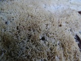 Oxyporus corticola image