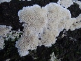 Oxyporus corticola image