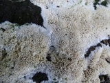 Oxyporus corticola image