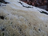 Oxyporus corticola image