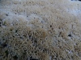 Oxyporus corticola image