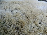 Oxyporus corticola image