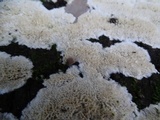 Oxyporus corticola image