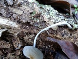 Coprinellus impatiens image