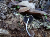 Coprinellus impatiens image