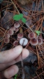 Mycena purpureofusca image