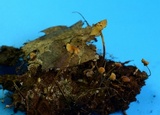 Strobilurus conigenoides image