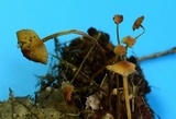 Strobilurus conigenoides image