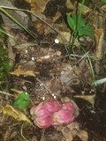 Strobilurus conigenoides image