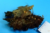 Strobilurus conigenoides image