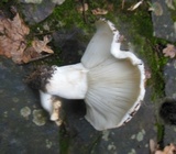 Russula delica image
