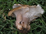 Hohenbuehelia petaloides image