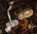 Inocybe kauffmanii image