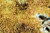 Hydnocristella himantia image