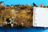 Hydnocristella himantia image