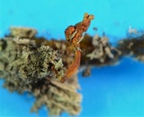 Ophiocordyceps variabilis image