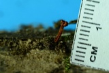 Ophiocordyceps variabilis image