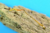 Ophiocordyceps variabilis image