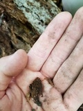 Ophiocordyceps variabilis image