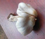 Tricholoma acerbum image